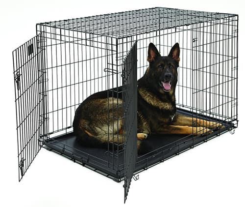 dog in a crate