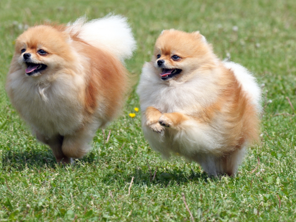 Purebred Pomeranians Running