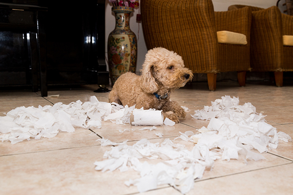 Puppy Tearing Up Paper