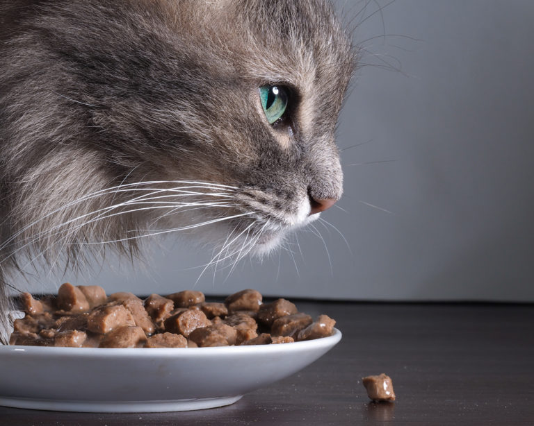 Best Wet Cat Food For Cats With a Sensitive Stomach and Diarrhea