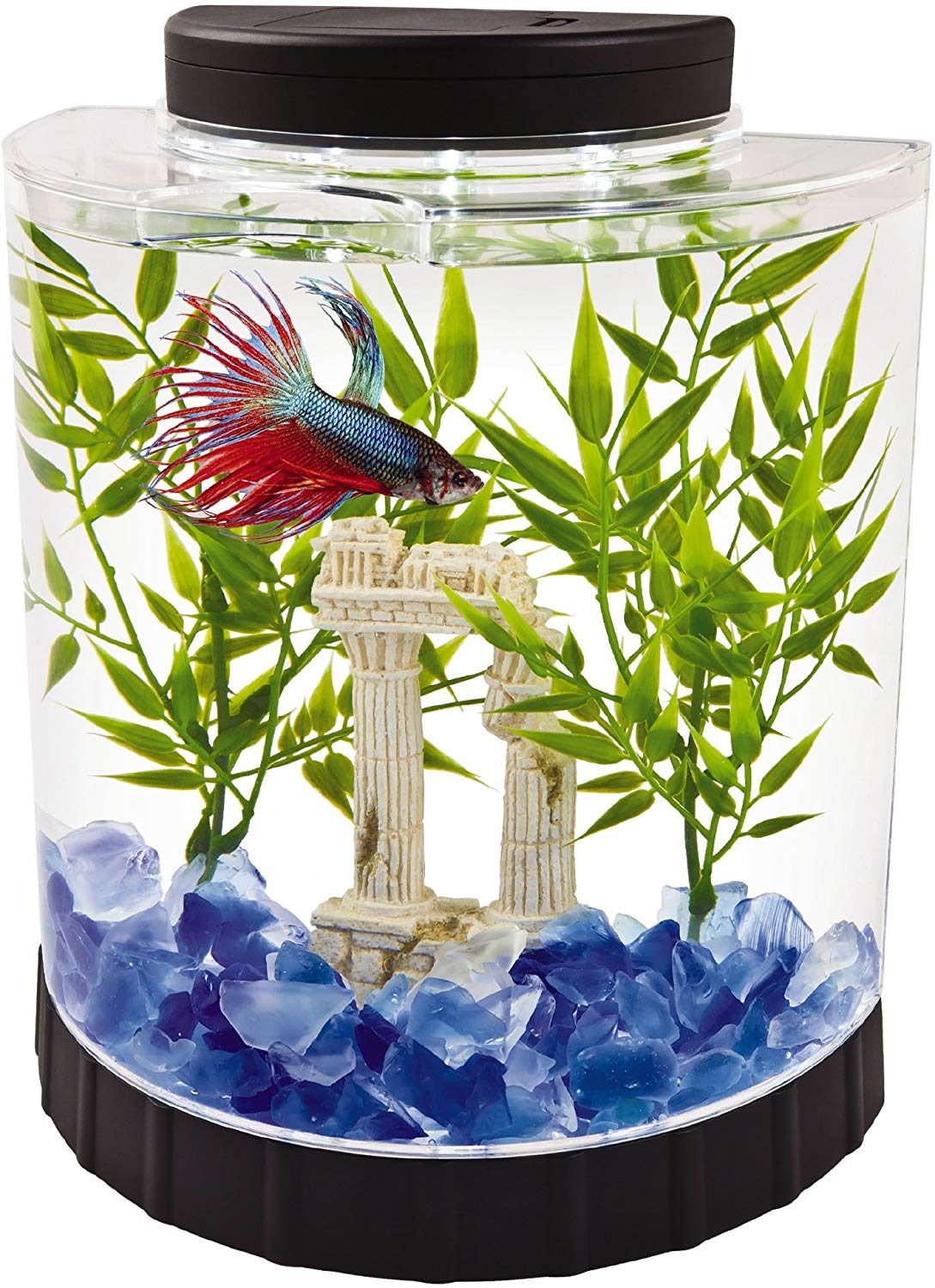 The Best Fish Tanks for Small Fishes | iPetCompanion