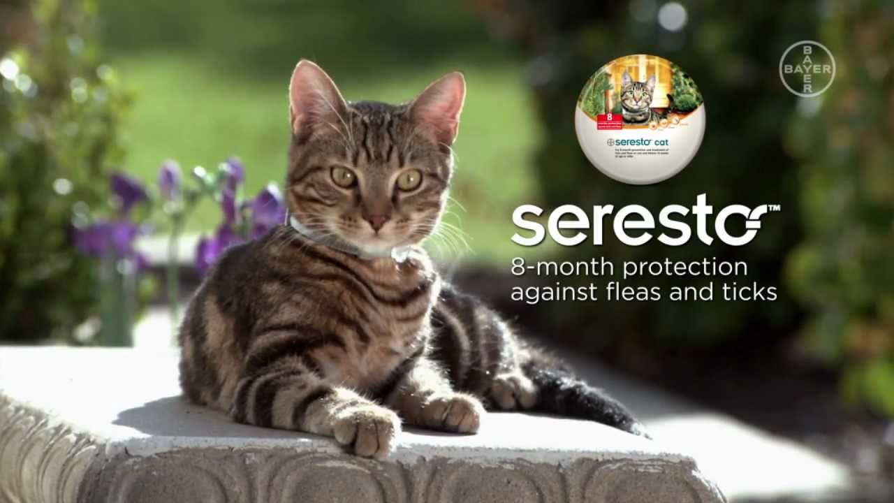 a-review-of-the-seresto-cat-collars-ipetcompanion