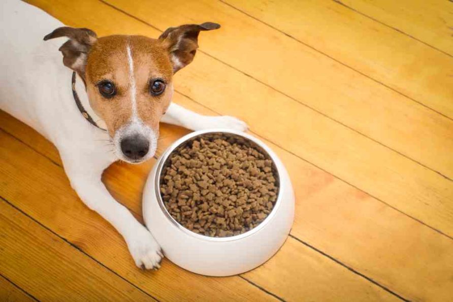 Best High Fiber Dog Food For Your Pet