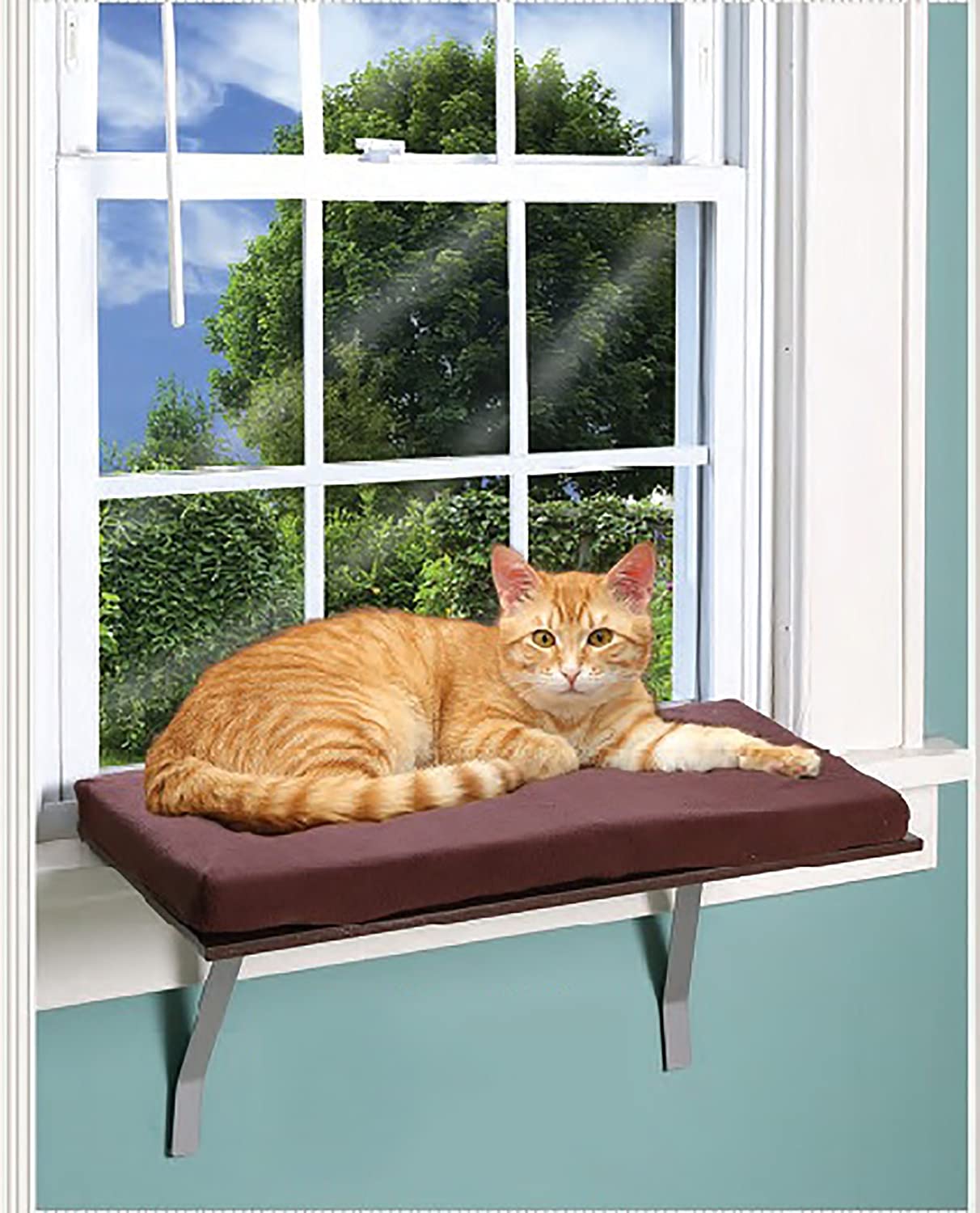 The Best Cat Window Perches Reviewed iPetCompanion